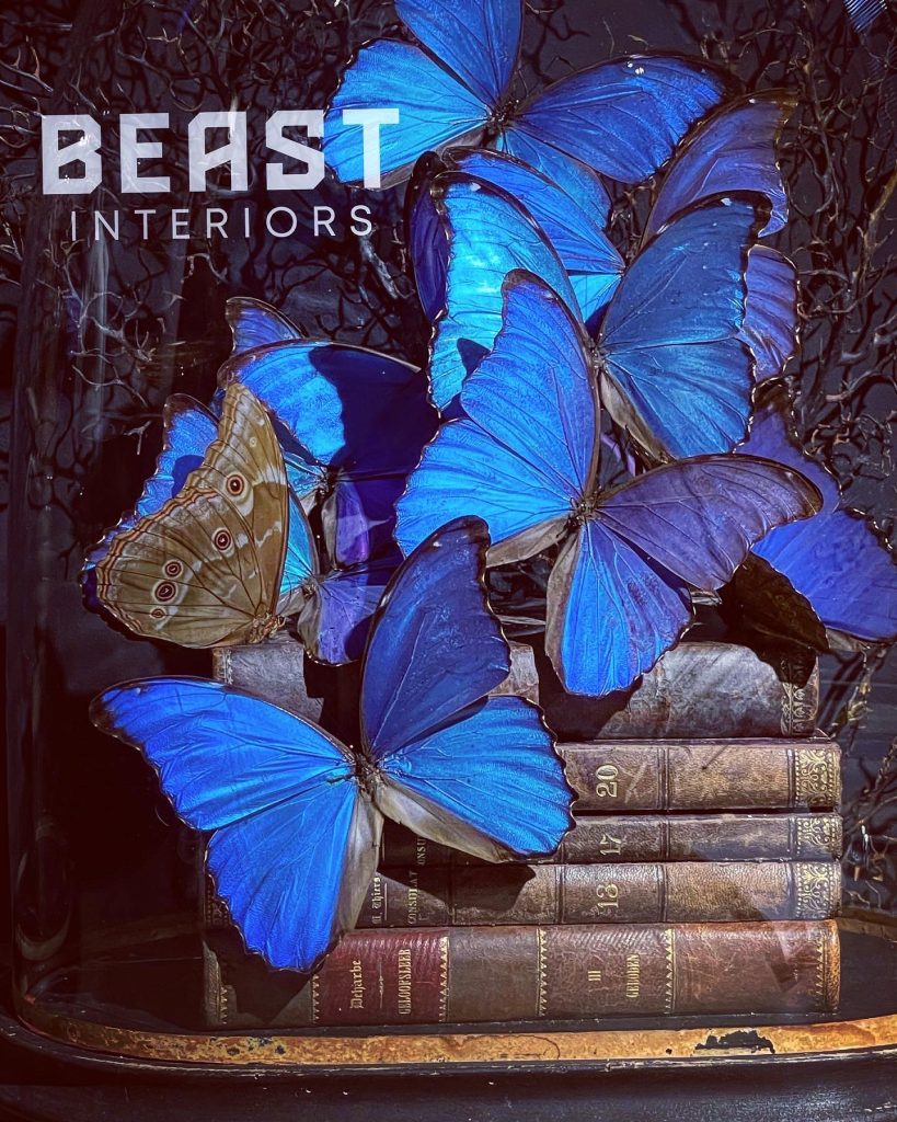 Antieke Stolp Met Blauwe Morpho S En Antieke Boeken Beast Interiors