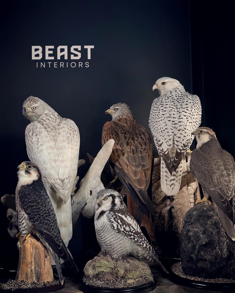 Mounted Lanner Falcon Falco Biarmicus Beast Interiors