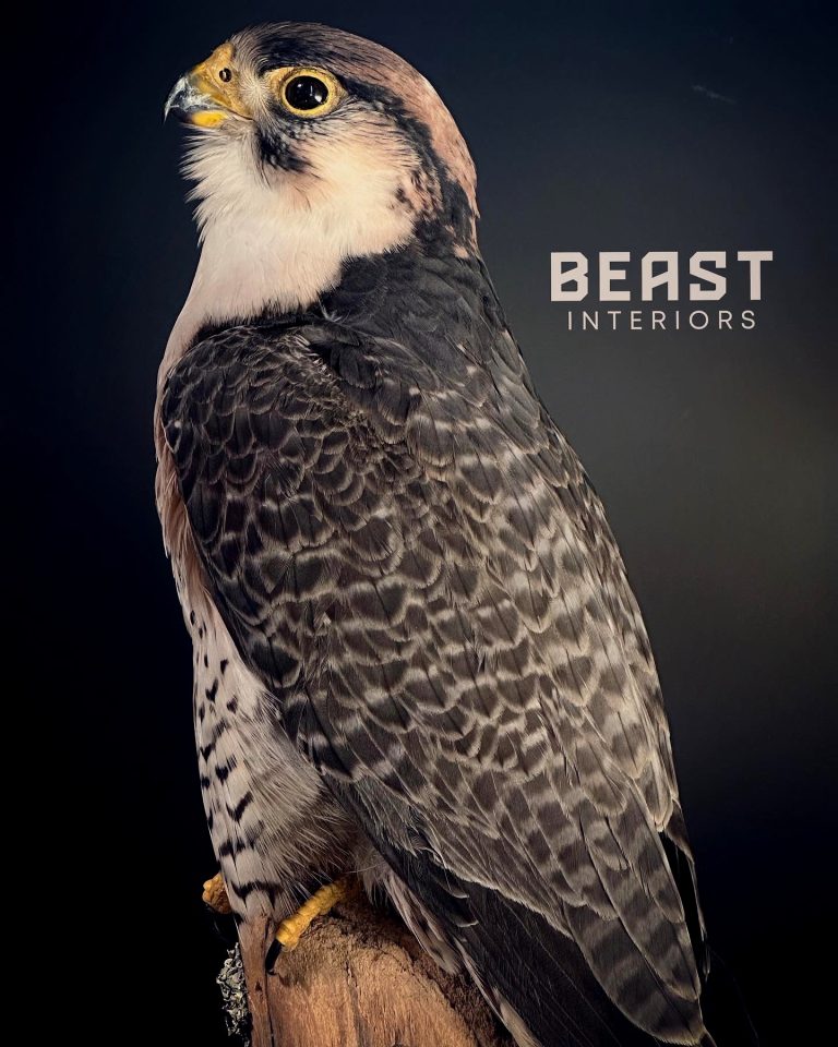 Mounted Lanner Falcon Falco Biarmicus BEAST Interiors