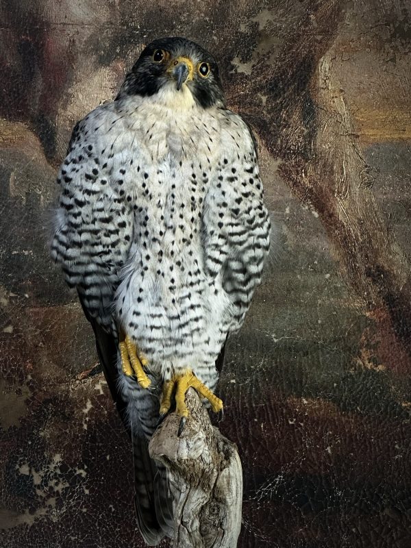 Mounted Peregrine Falcon Falco Peregrinus Beast Interiors