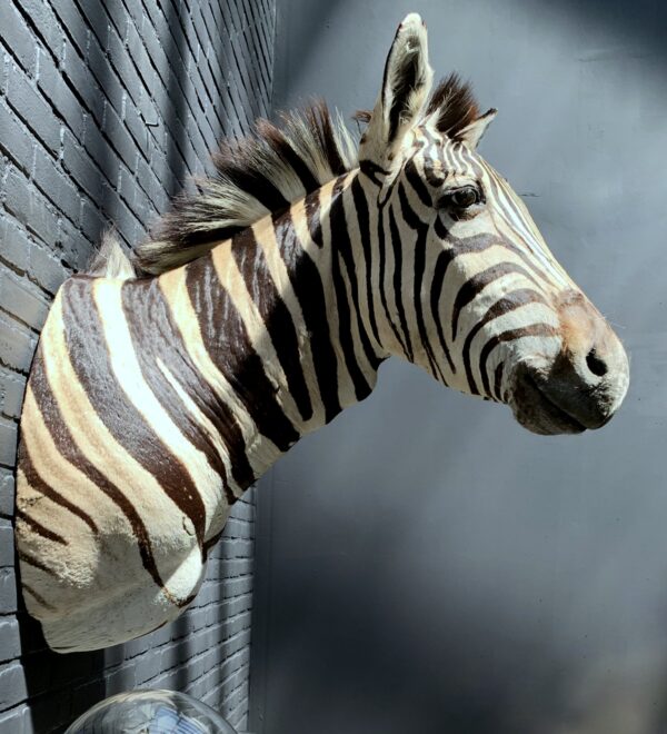 Opgezette kop van een Burchell zebra