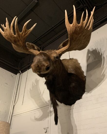 sm-300-h-stuffed-head-of-a-huge-canadian-moose-2336260-en-max