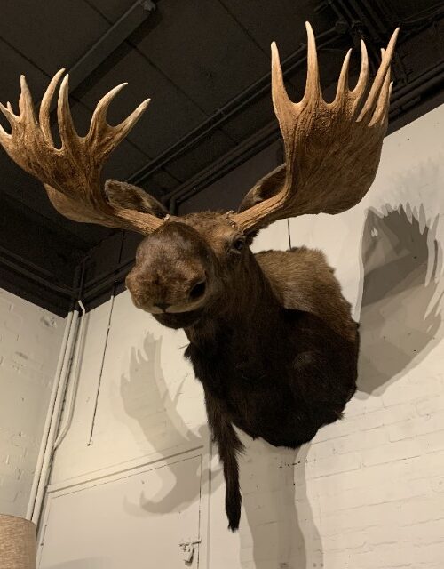 Stuffed head of a huge Canadian moose
