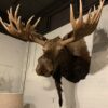 Ausgestopfter Kopf eines sehr großen kanadischen Elches
