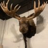 Stuffed head of a huge Canadian moose