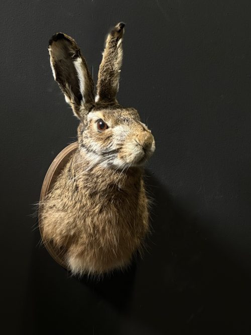 Stuffed head of a hare. With or without antlers