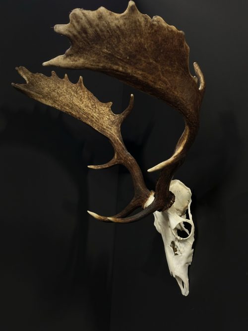 Fallow deer antlers