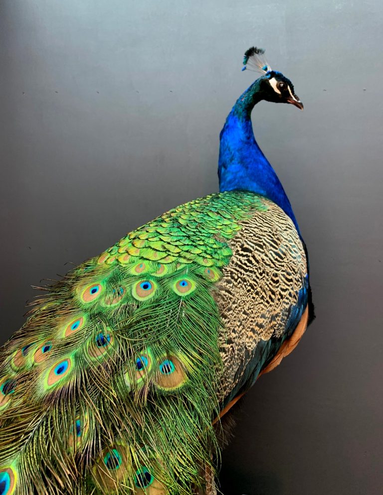 Kürzlich hergestellte Taxidermie Blauer Pfau