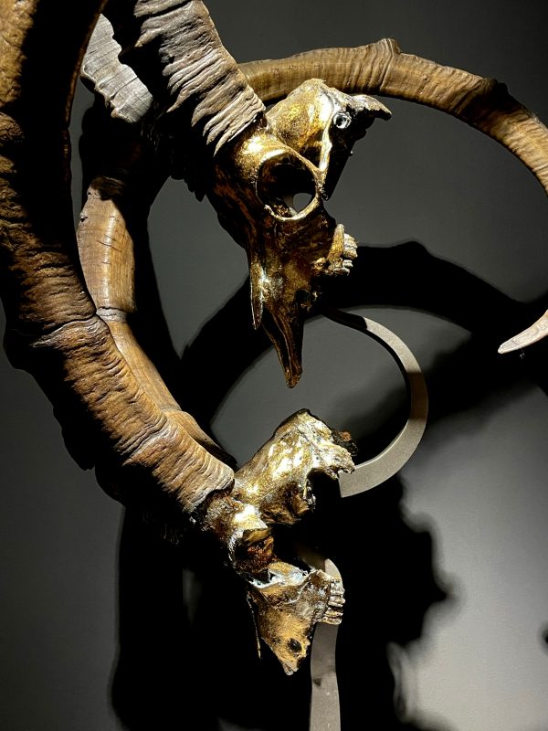 Exclusive Ibex skulls on stand