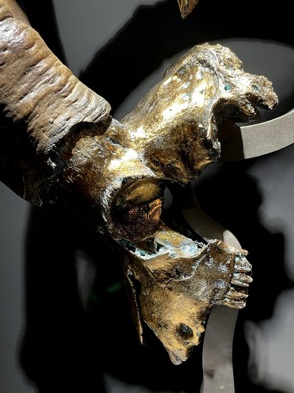 Exclusive Ibex skulls on stand