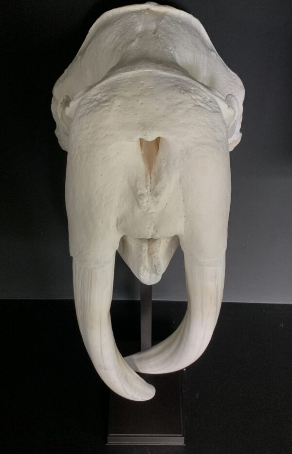 Zeer zware en bijzondere schedel van een walrus