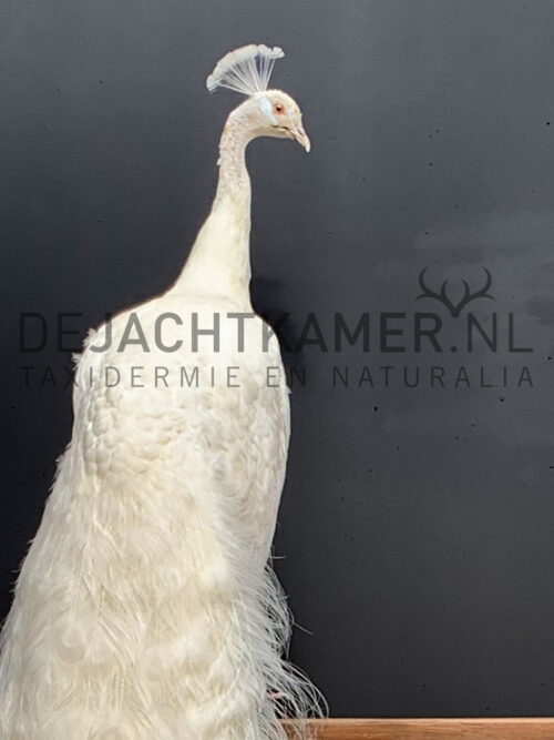 Exclusive stuffed white peacock