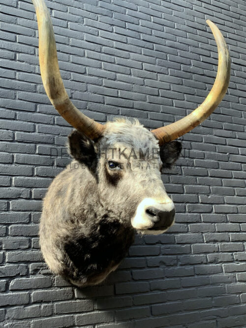 Mounted head of a Hungarian steppen bull