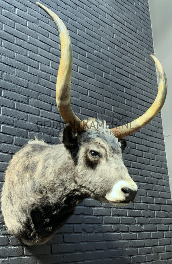 Mounted head of a Hungarian steppen bull