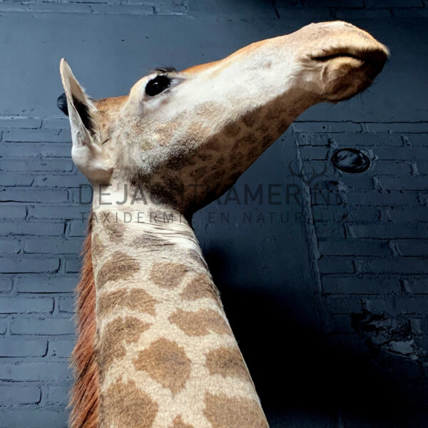 Mounted head of a giraffe
