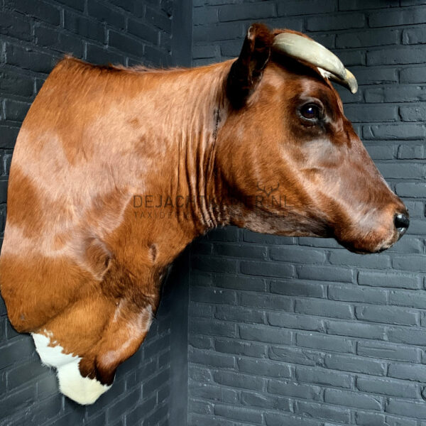 Taxidermy Red Cow