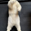 Taxidermy polar bear