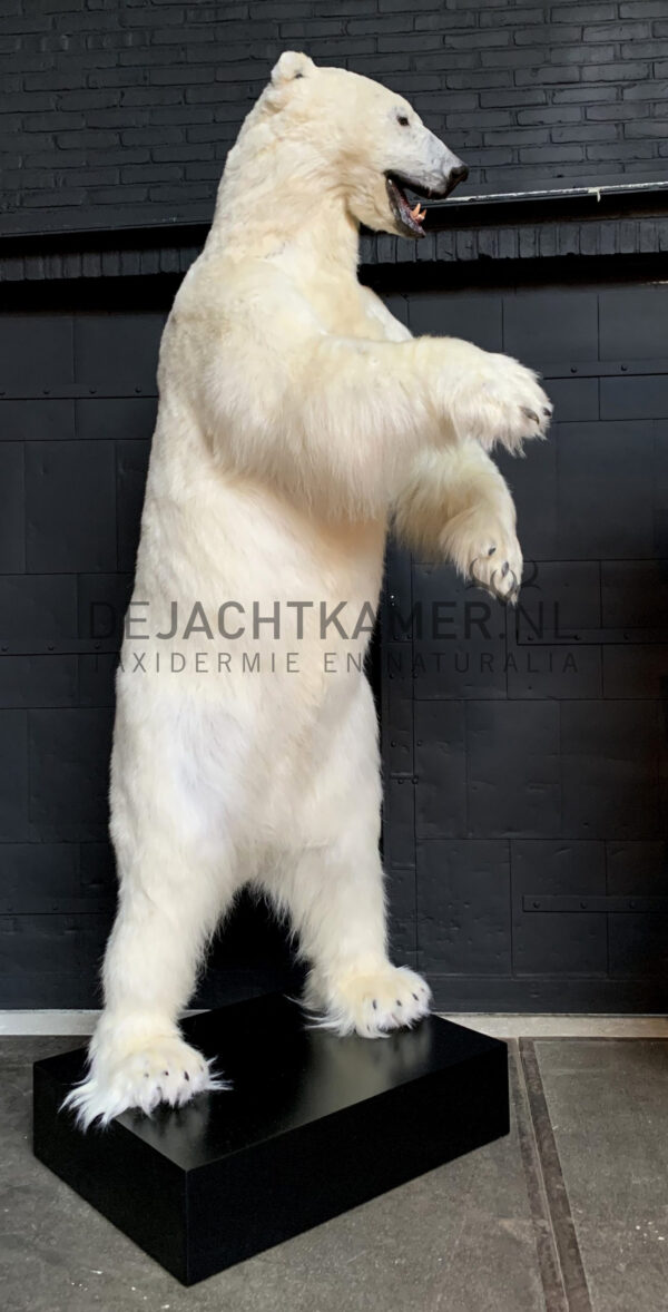 Recent opgezette ijsbeer