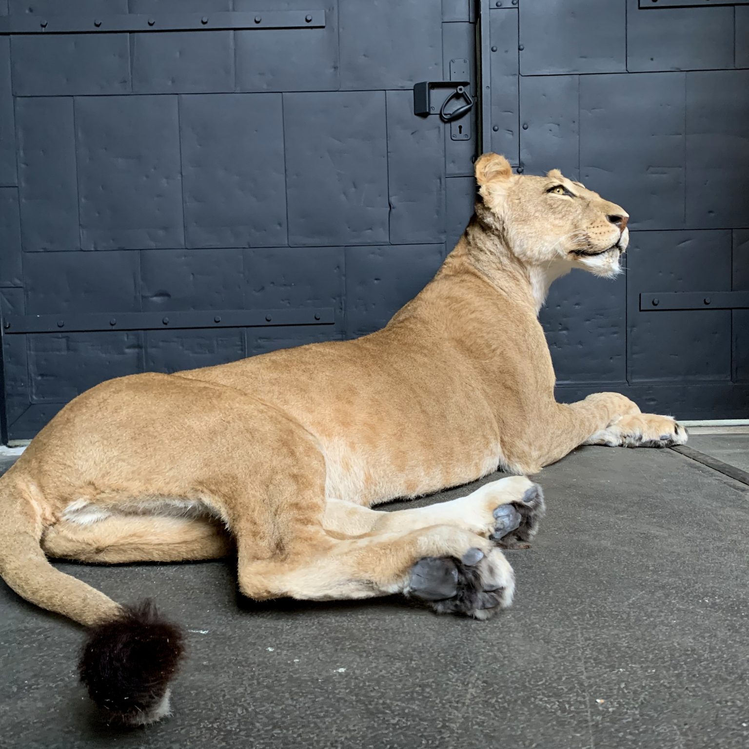 large stuffed lioness