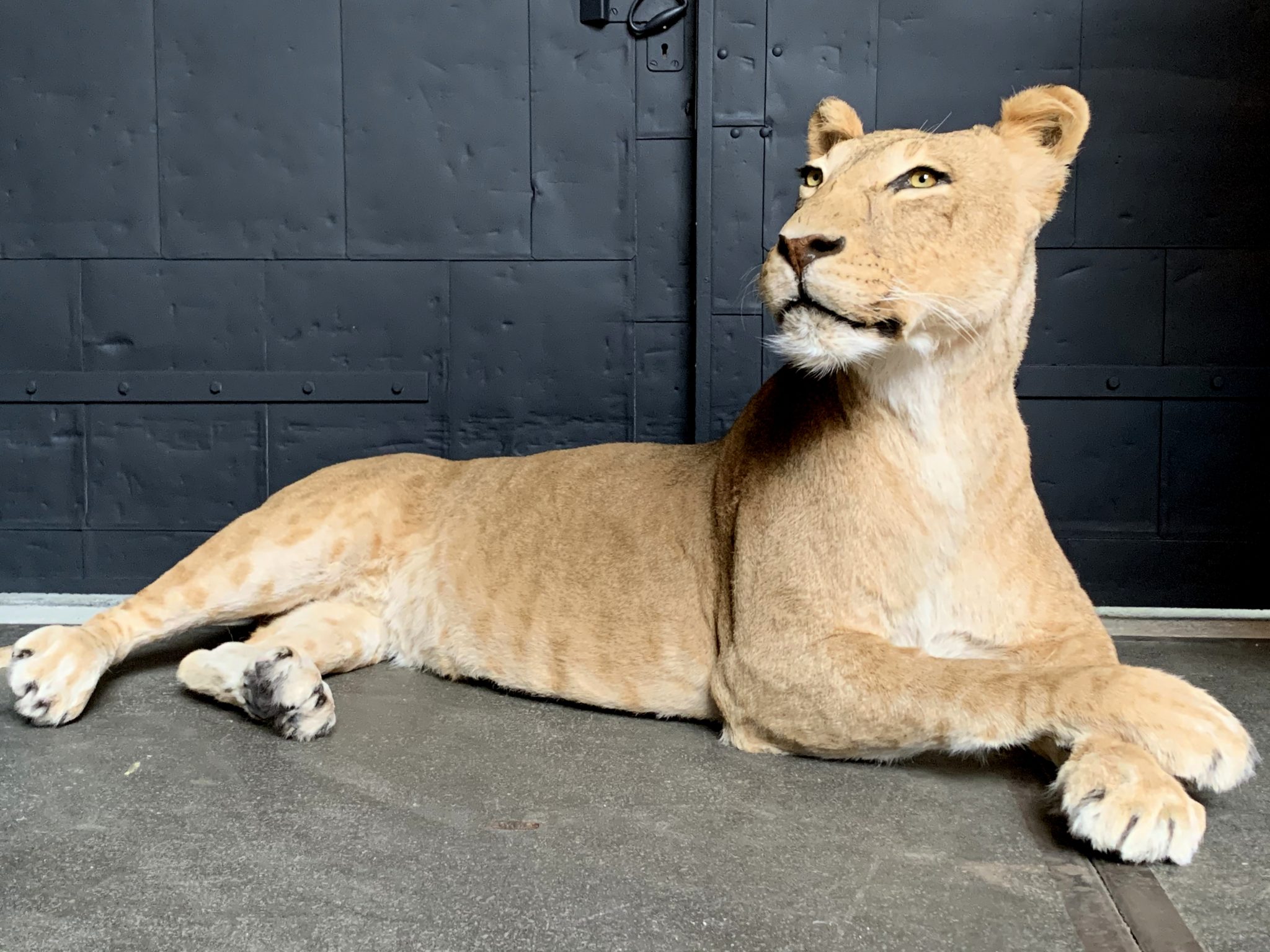 lioness stuffed animal large