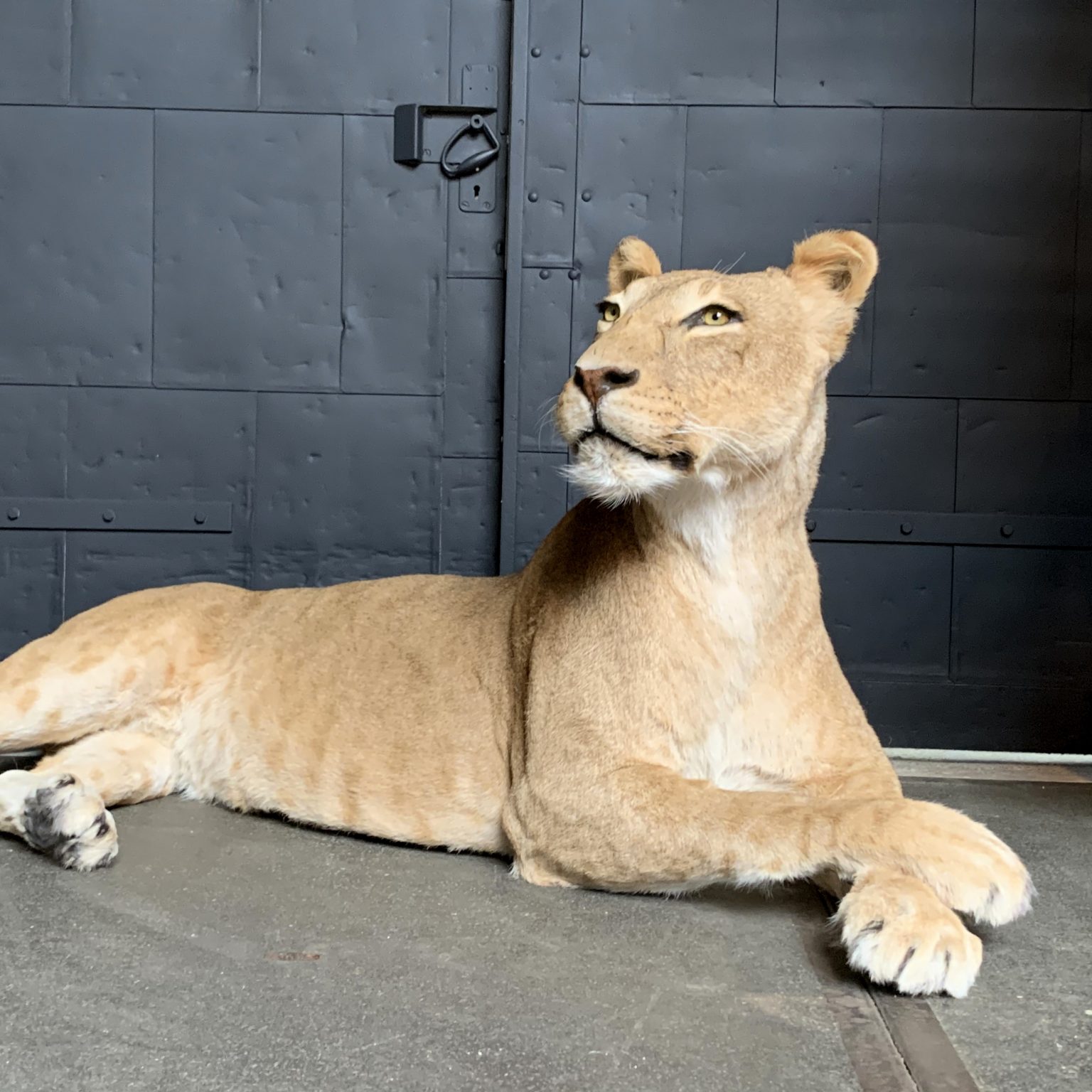 large stuffed lioness