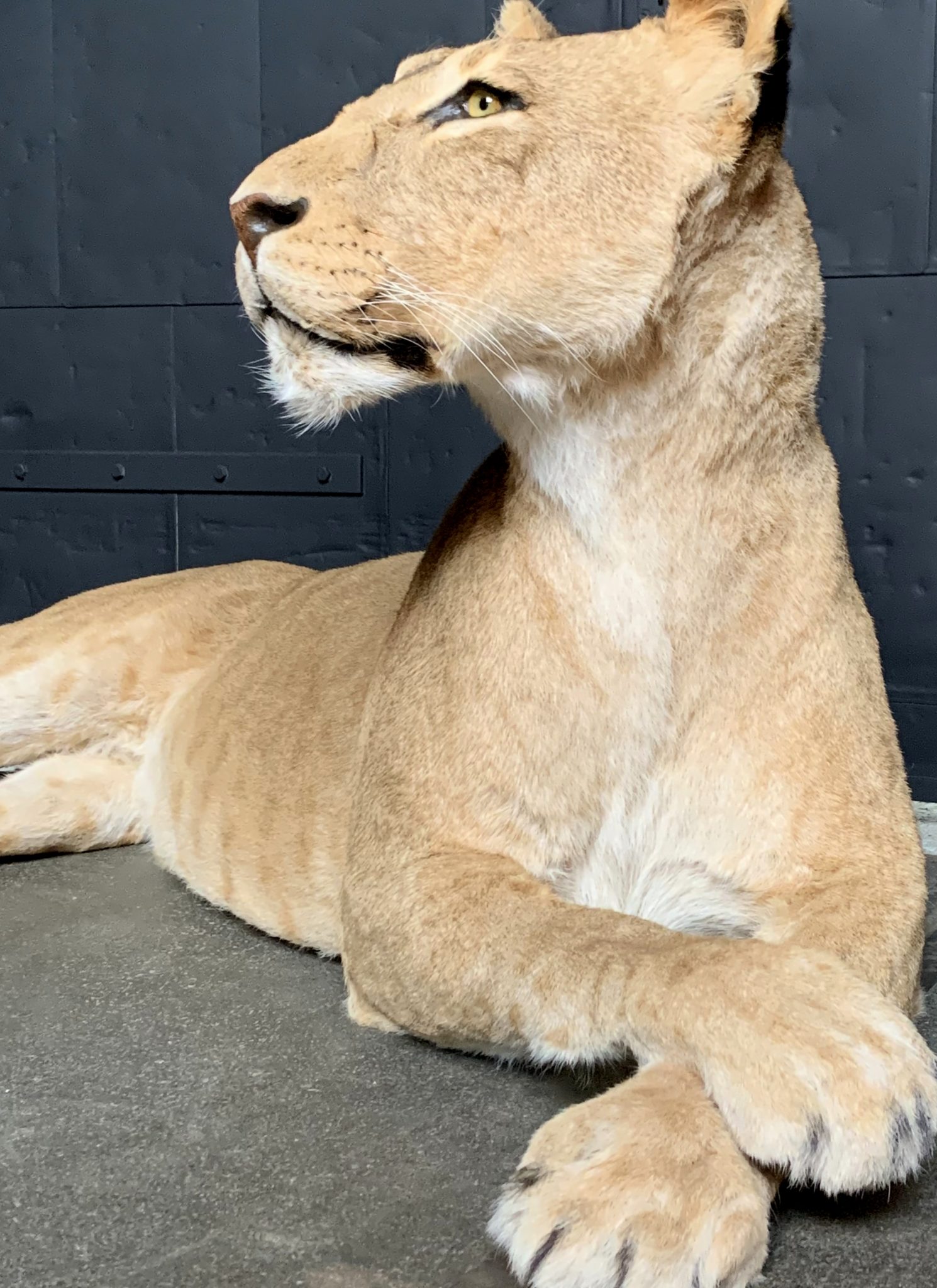 lioness stuffed animal large