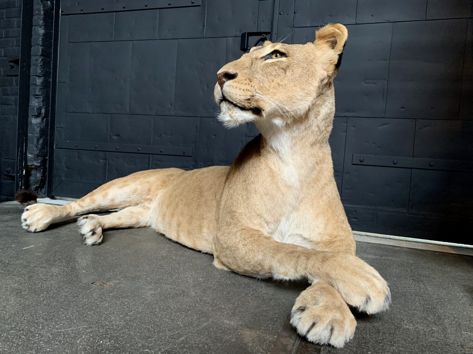 large stuffed lioness