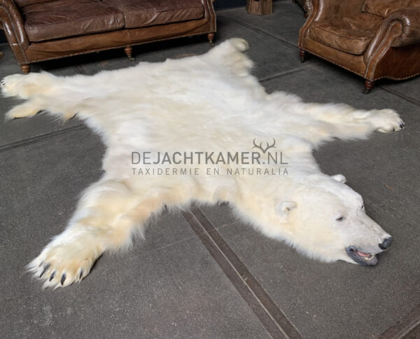 Schönes Winterfell eines großen Eisbären