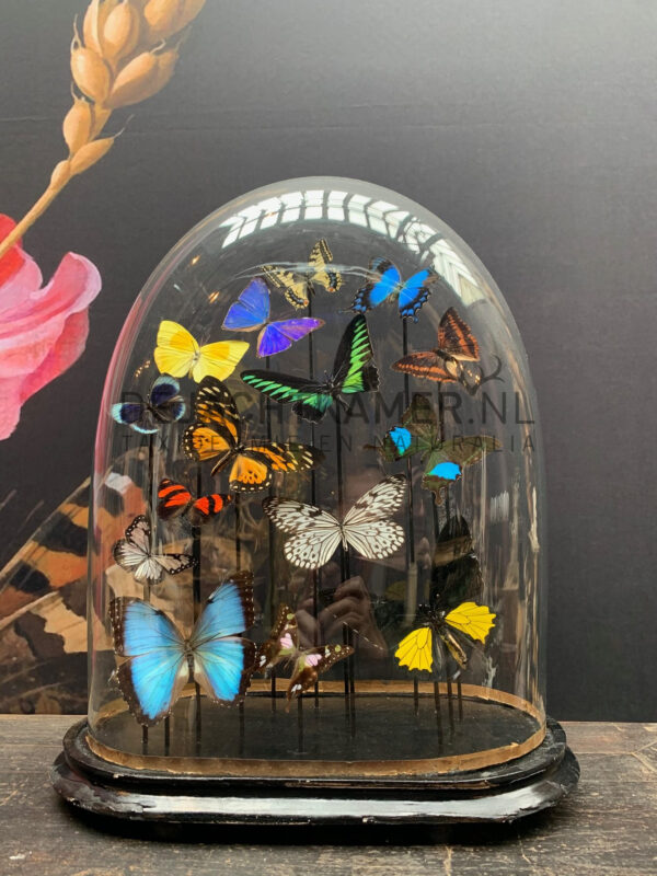 Oval antique dome with colourful mix of many butterfly species