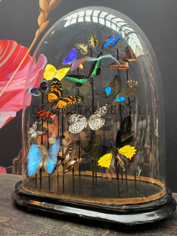 Oval antique dome with colourful mix of many butterfly species