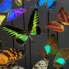 Ovalen oude stolp met kleurrijke mix van vele vlindersoorten. Vlinderstolp