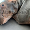 Afgietsel van een nijlpaard kalfje