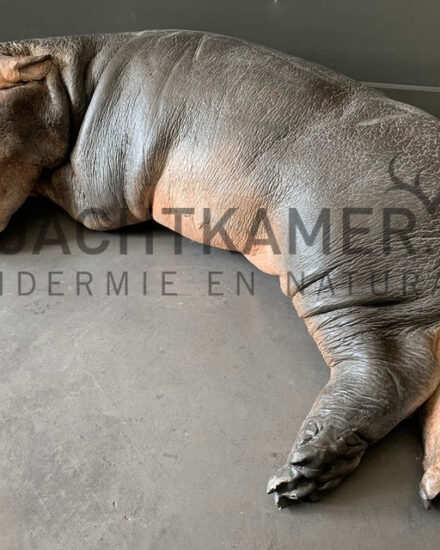 cast-of-a-hippo-calf-3032684-en-max