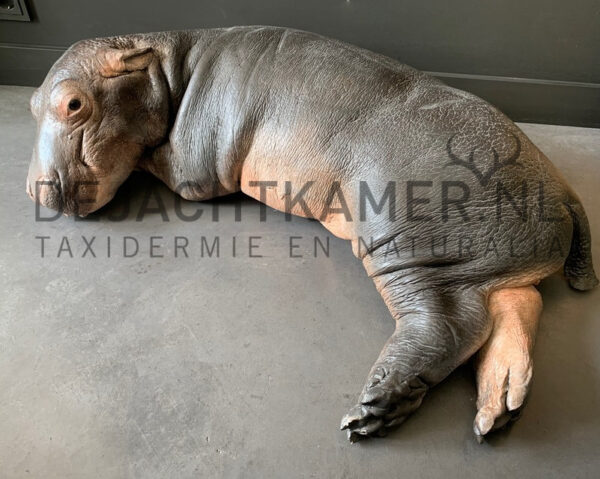 Afgietsel van een nijlpaard kalfje