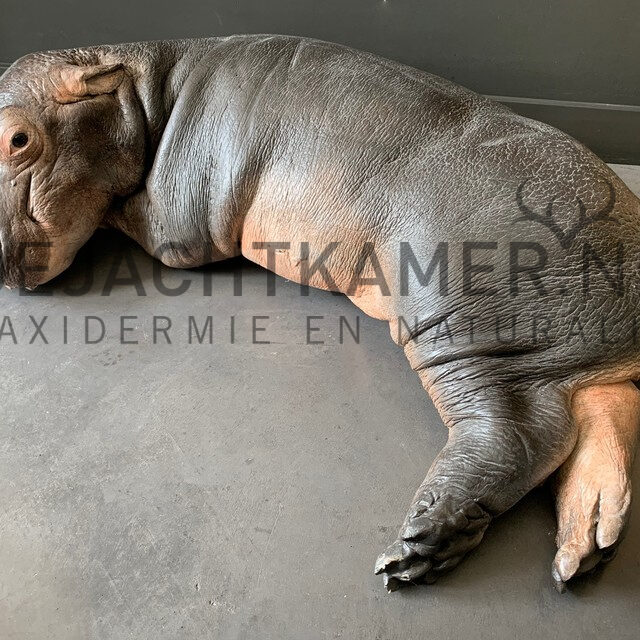 cast-of-a-hippo-calf-3032684-en-max