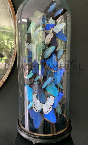 extremely-high-antique-dome-with-blue-and-white-morpho-butterflies-3241140-en-max