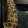 Opgezette kop van een giraffe.