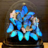 Large antique oval bell jar filled with blue and white butterflies.