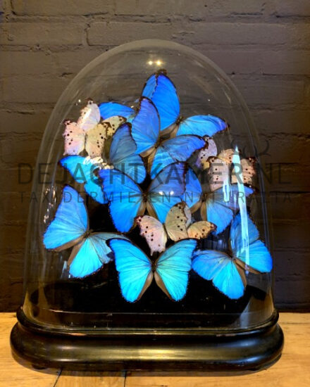 vi-148-large-antique-oval-dome-filled-with-blue-and-white-butterflies-2243504-en-max