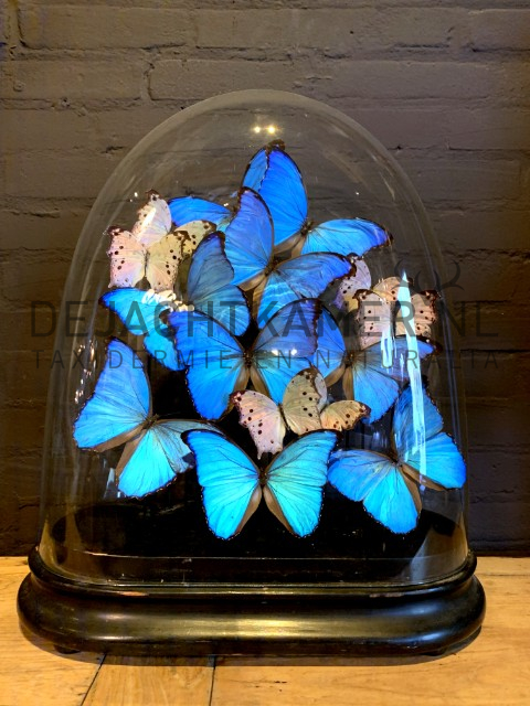 Großer antiker ovaler Glockenkrug, gefüllt mit blauen und weißen Schmetterlingen