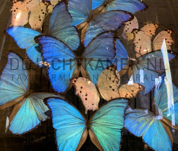 Grote antieke stolp met blauwe en witte vlinders. Vlinderstolp
