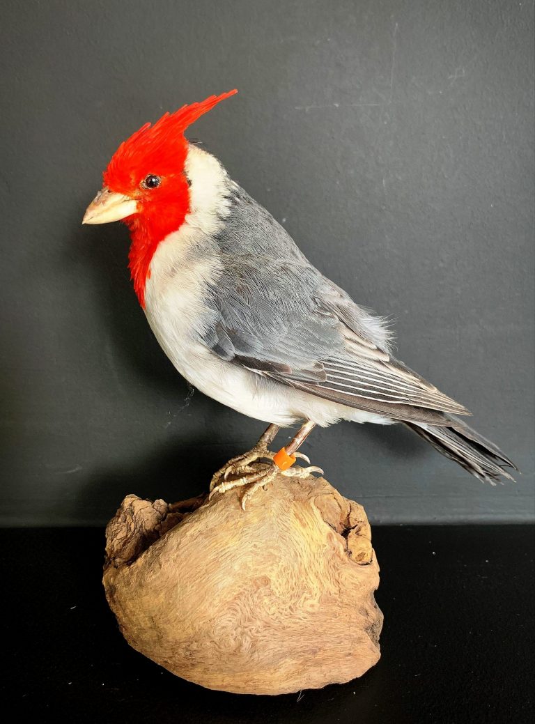 Taxidermie Rothaariger Kardinal