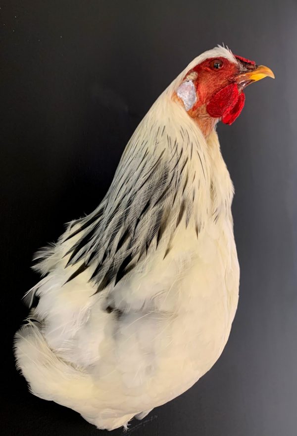 Mounted chicken head