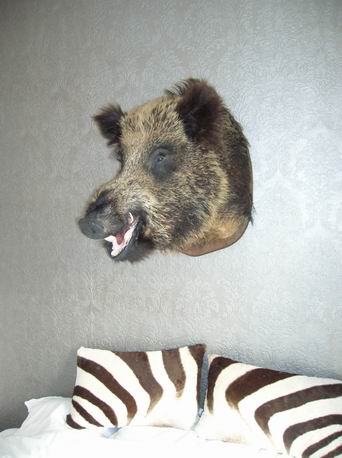 Shouldermount of a wild boar