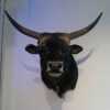 Huge trophy-head of a Cape Buffalo