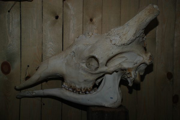 Grote schedel van een giraffe.