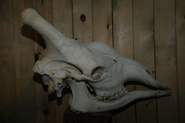 Big skull of a giraffe