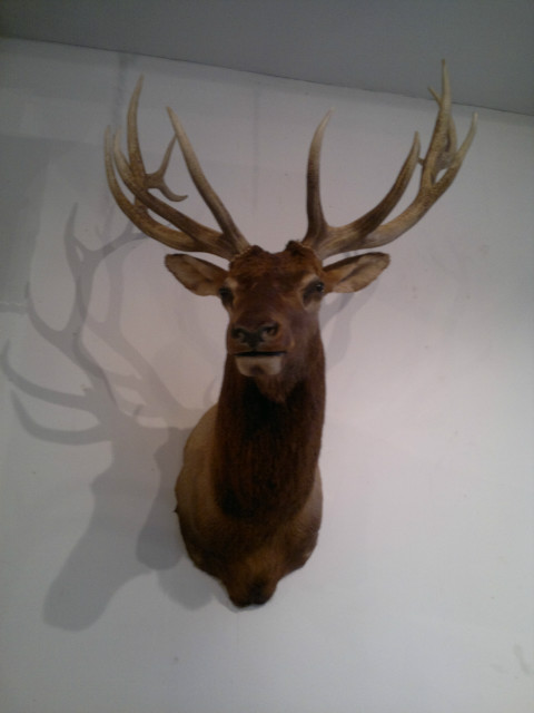 Huge trophyhead shouldermount of an Elk / wapiti