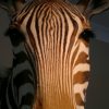 Mooie nieuwe opgezette kop van een zebra.