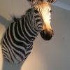 Mooie nieuwe opgezette kop van een zebra.